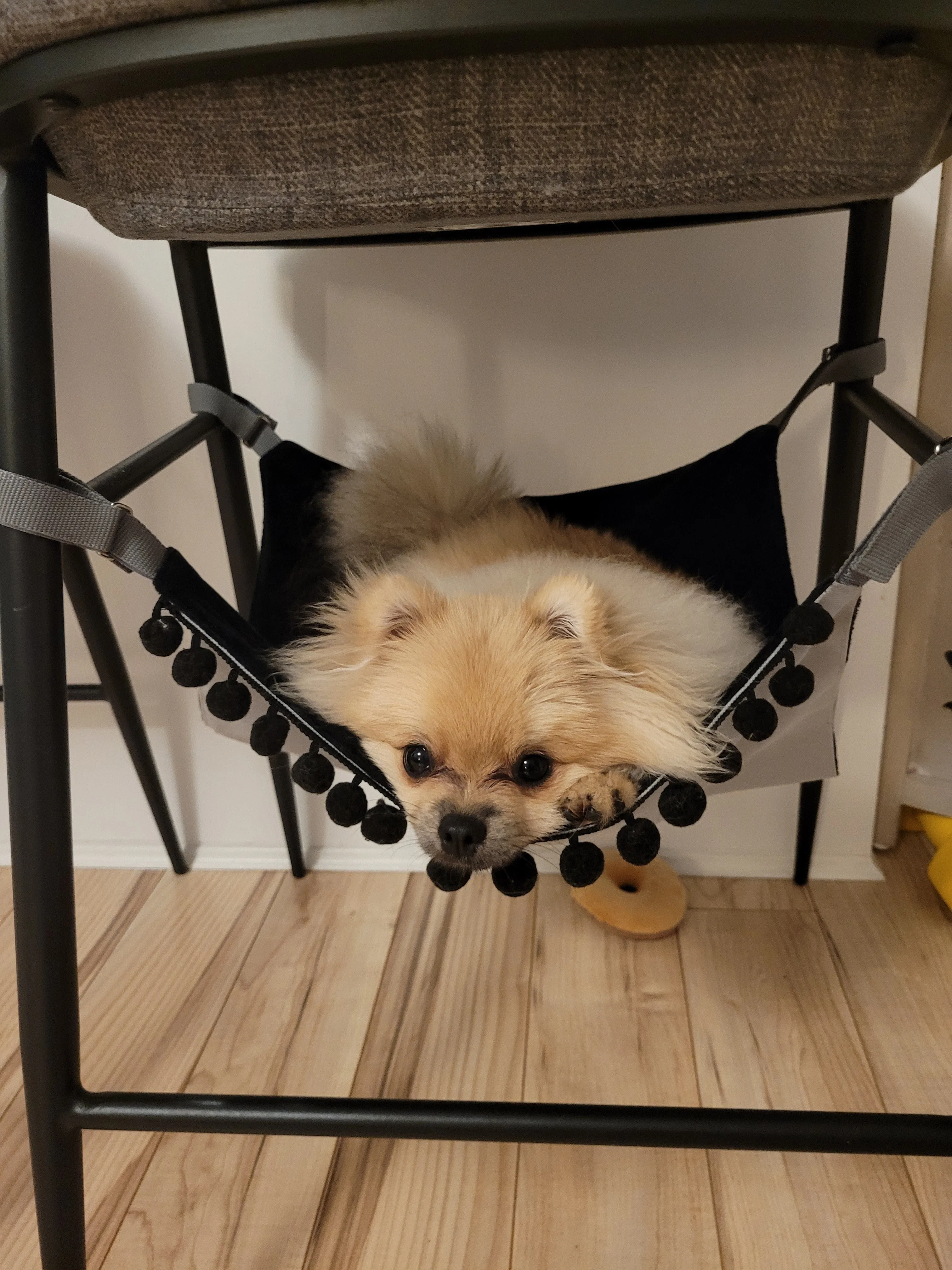 NIGHT STORM Saveplace® black hammock for pets & storage with pom poms